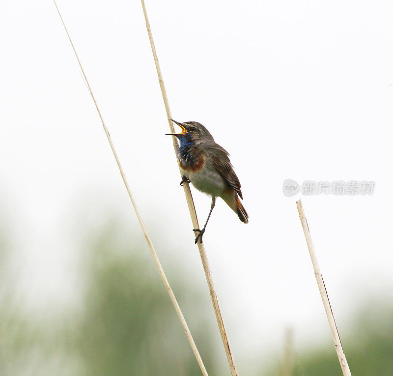 蓝喉(Luscinia svecica)雄性的歌声